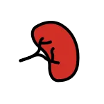 Kidney SVG Icon